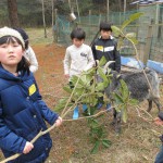 やぎに餌やり